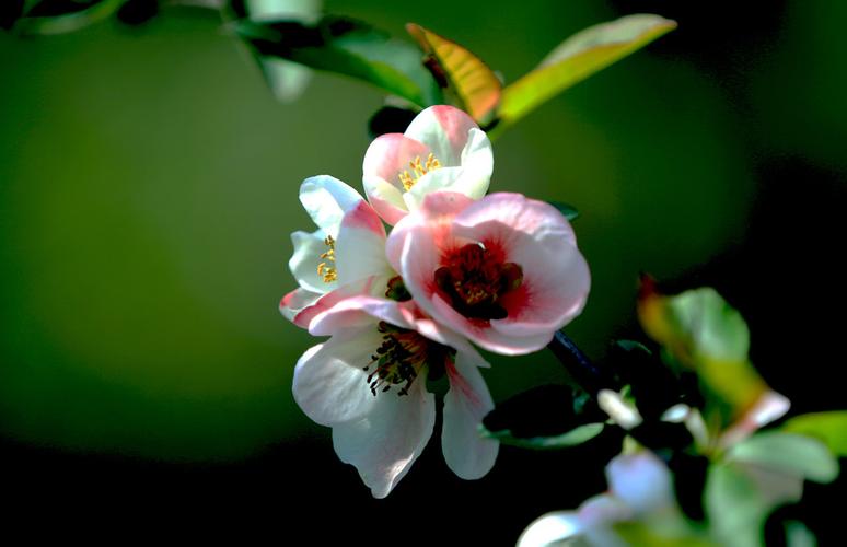 青年莲花汽车介绍_青年莲花汽车怎么样了 新闻